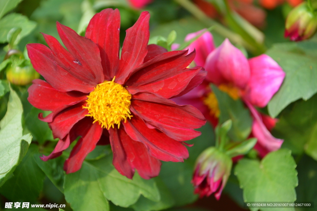 小丽花