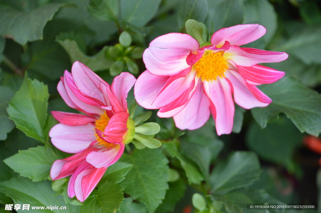 小丽花