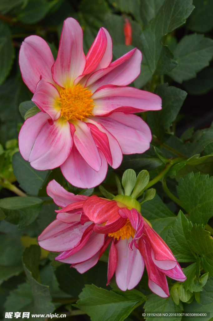 小丽花