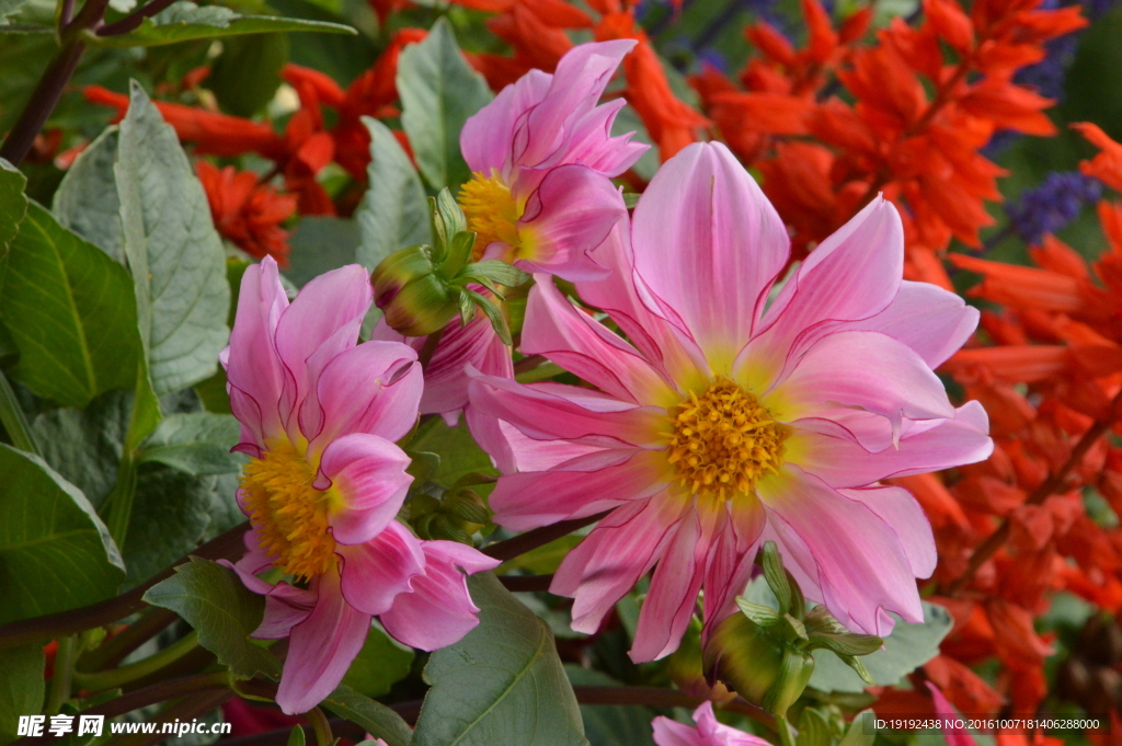 小丽花