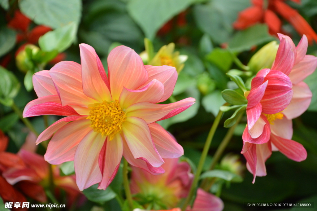 小丽花
