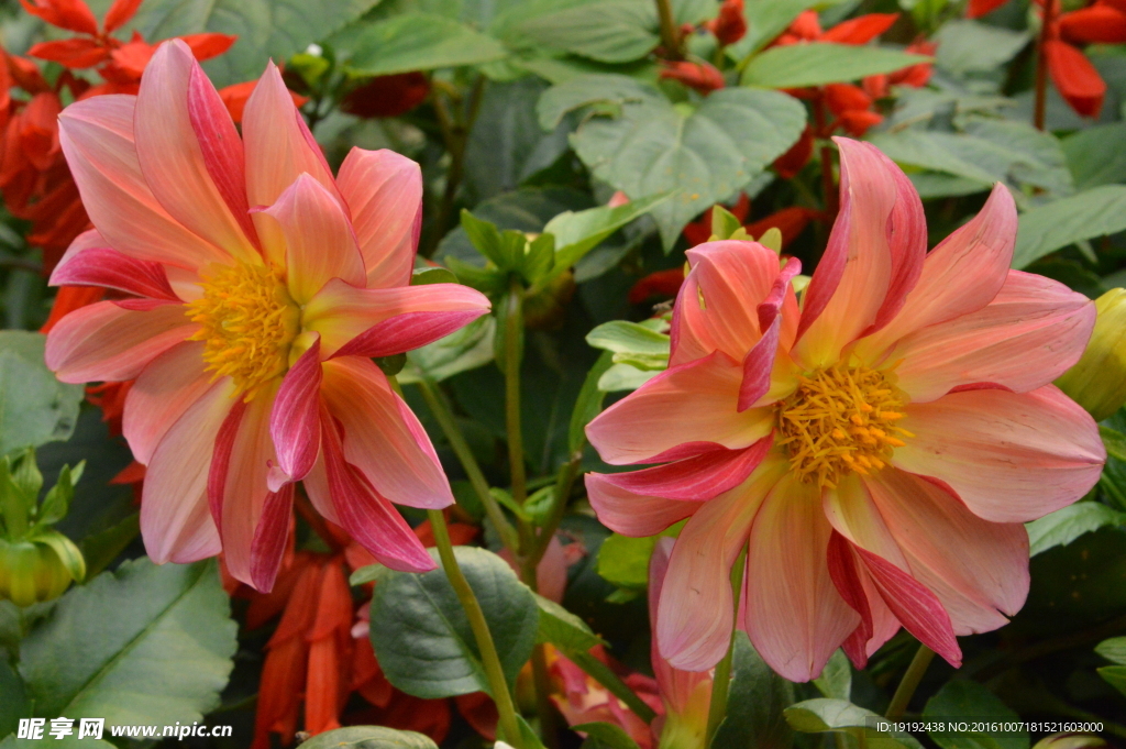 小丽花
