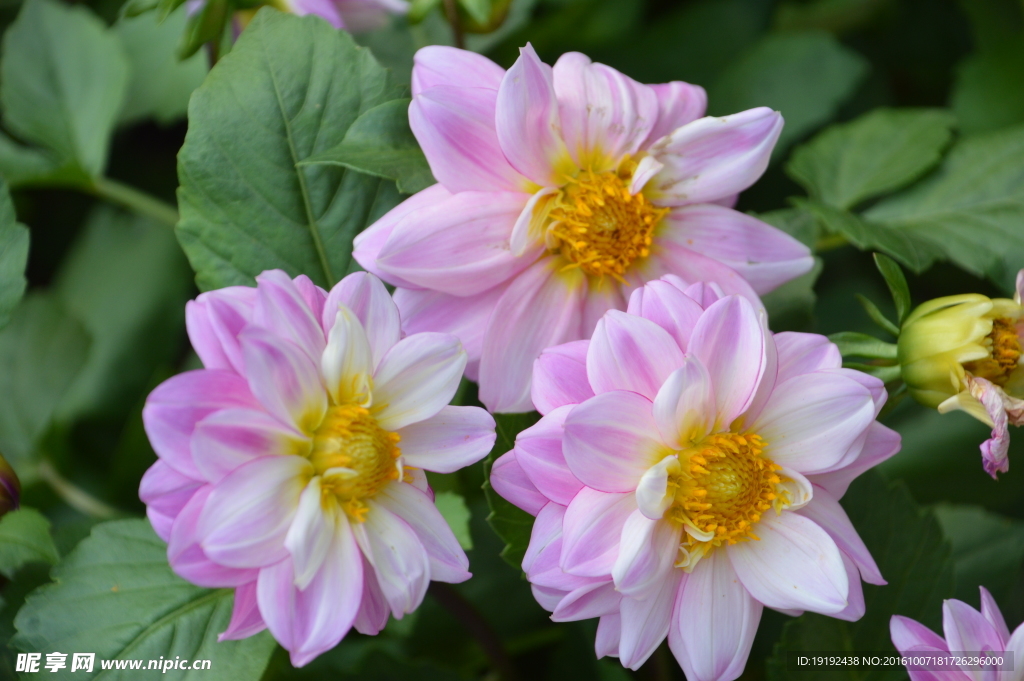 小丽花