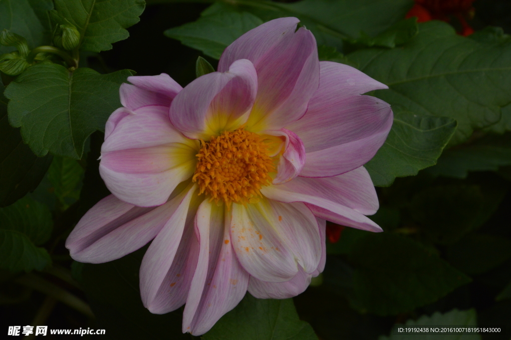 小丽花