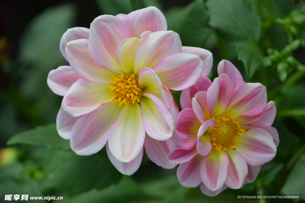 小丽花