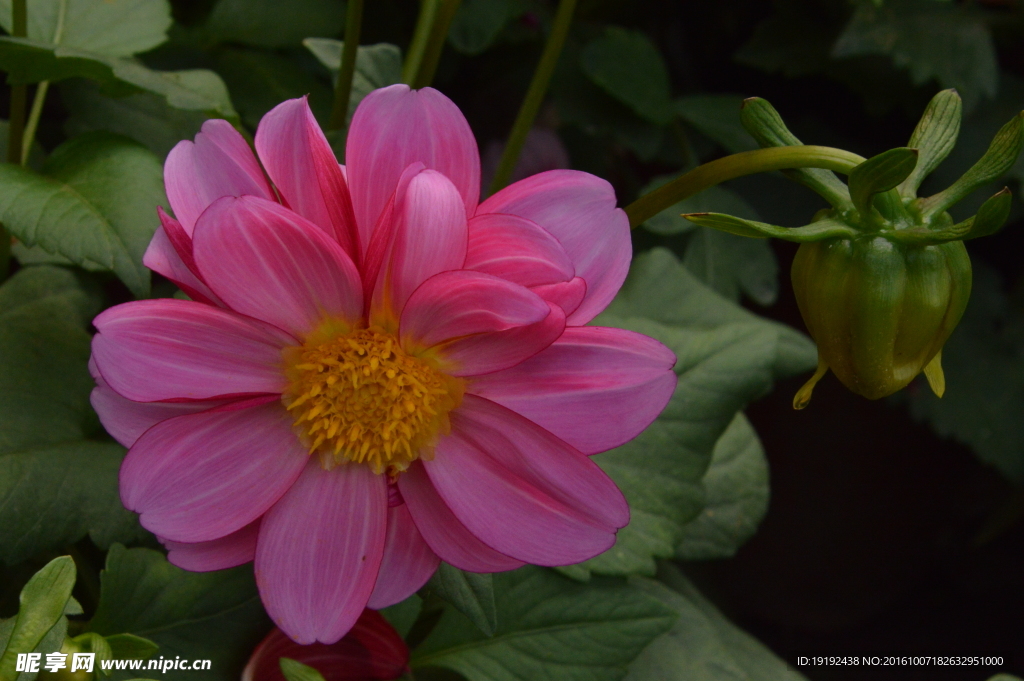 小丽花