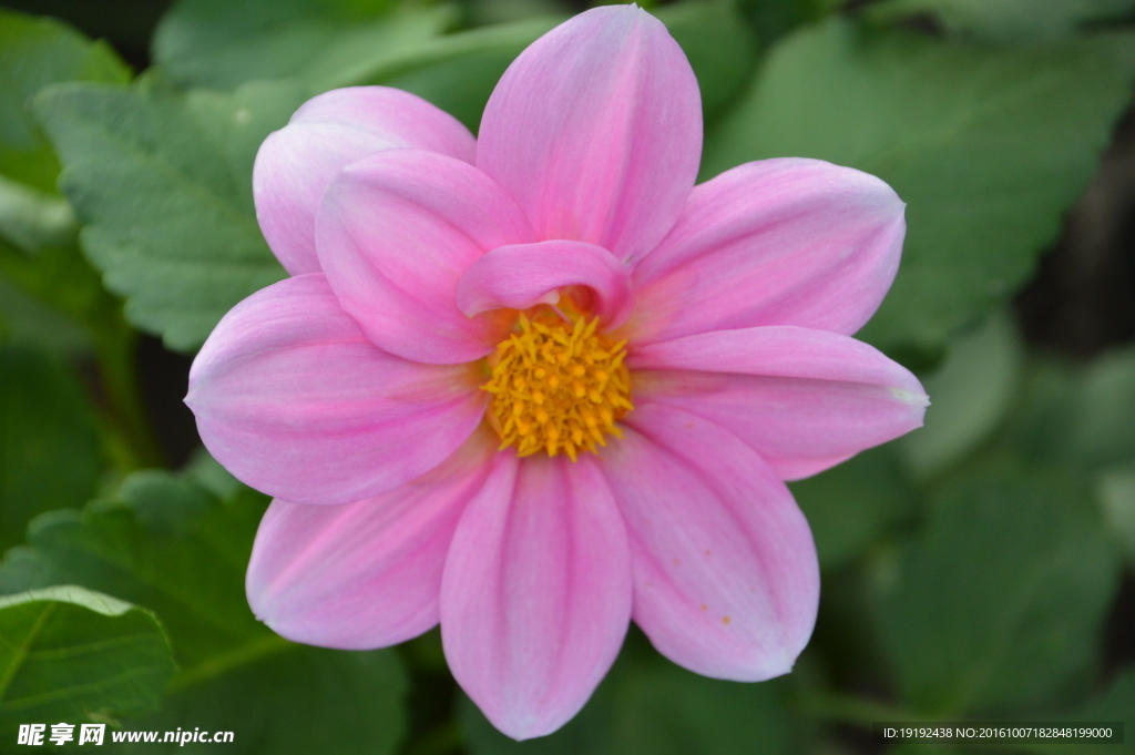 小丽花