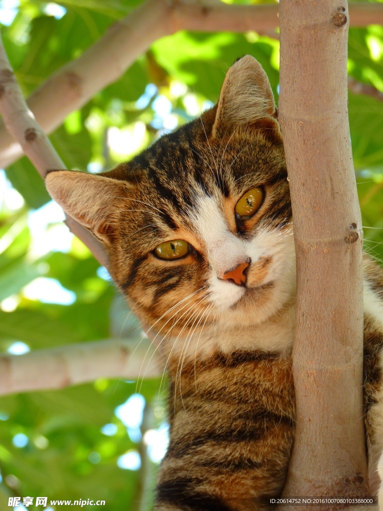 趴在树上玩耍的猫咪