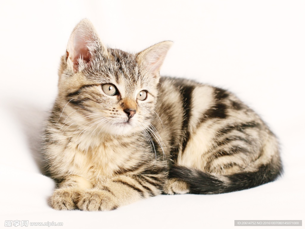 可爱的小猫咪