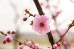 花朵图片