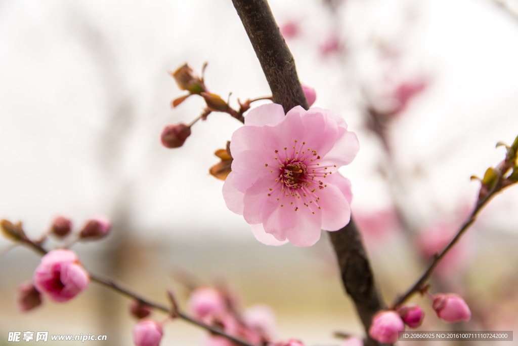 花朵图片