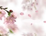 梅花开