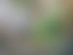 模糊的底纹背景