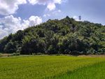 山川的田野