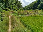 山川的田野