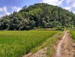 山川的田野