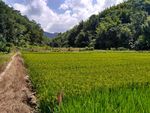 山川的田野