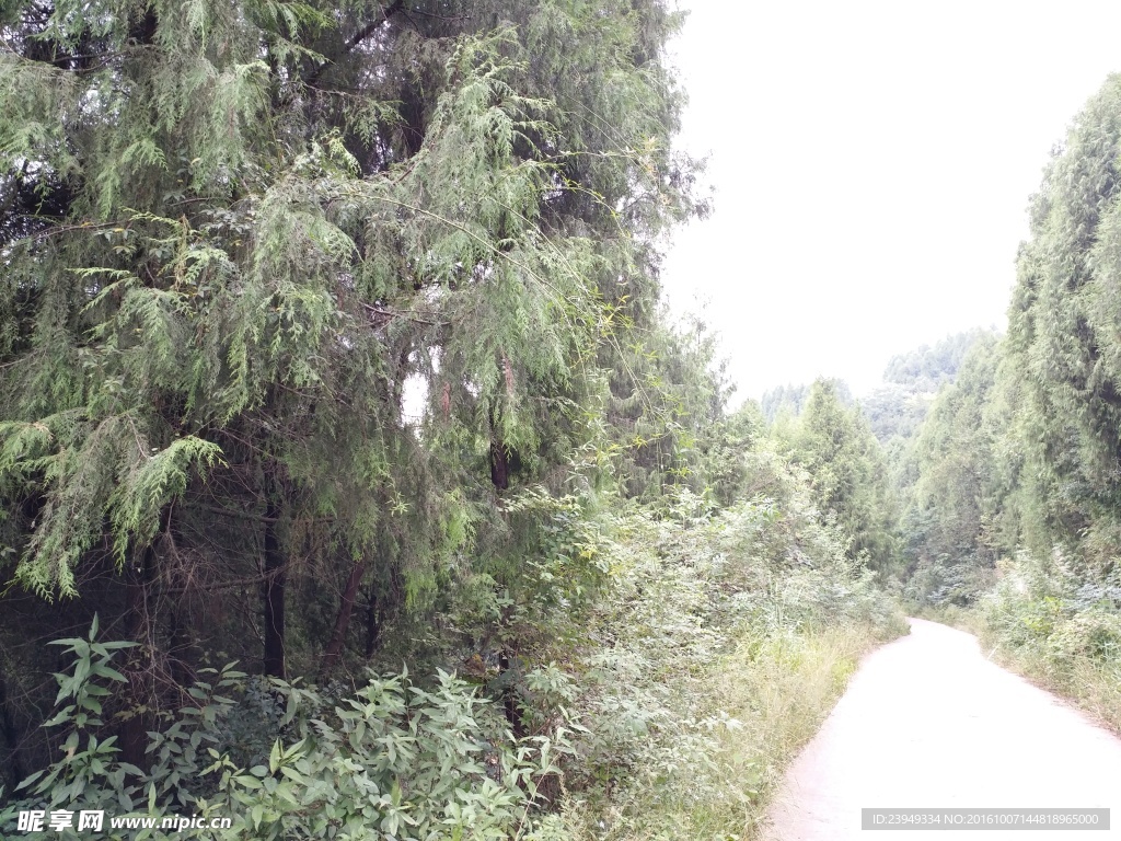 阳光下的道路