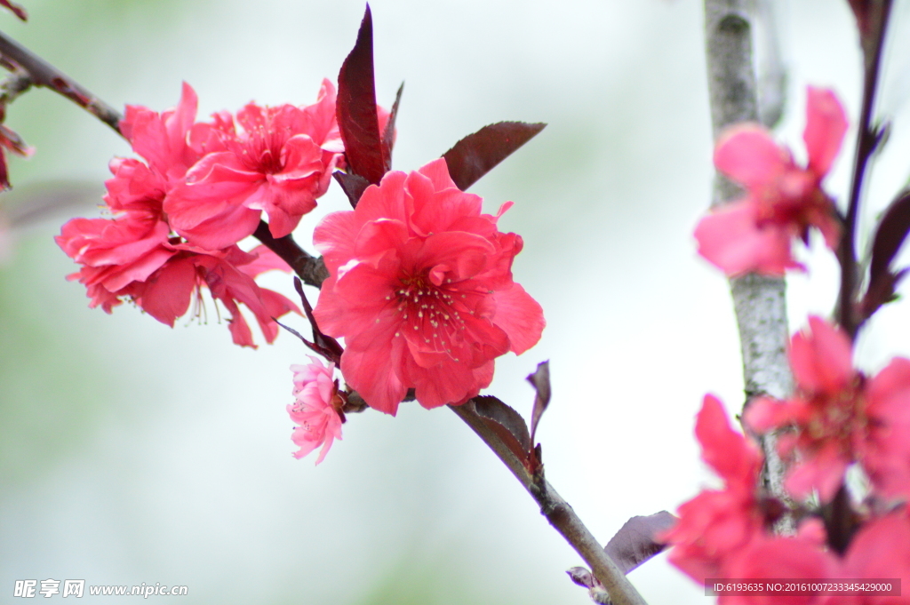 红梅花儿开