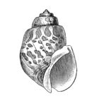 素描海螺插图