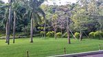 白云山草坪