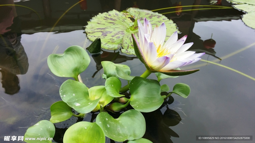 莲花