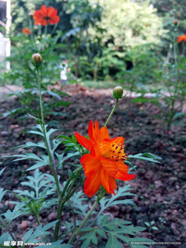 美丽花朵