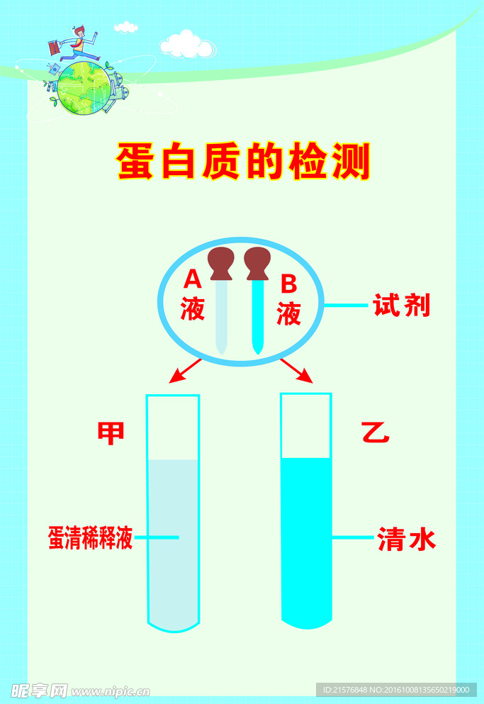 生物蛋白质的检测