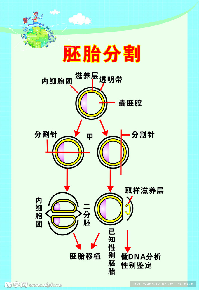 生物胚胎分割