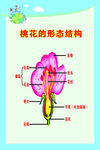 生物桃花的形态结构