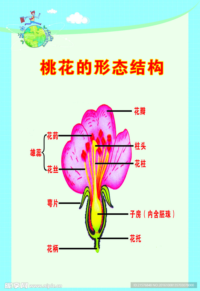 生物桃花的形态结构图片
