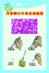 生物洋葱磷片叶表皮细胞图