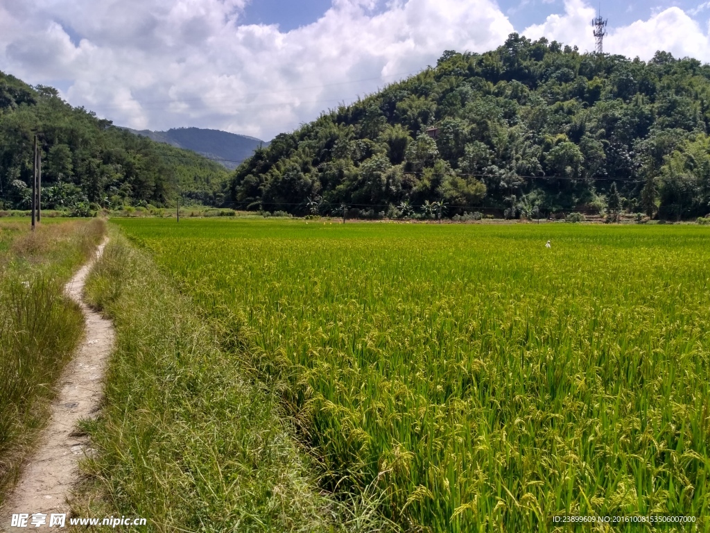 山川的田野