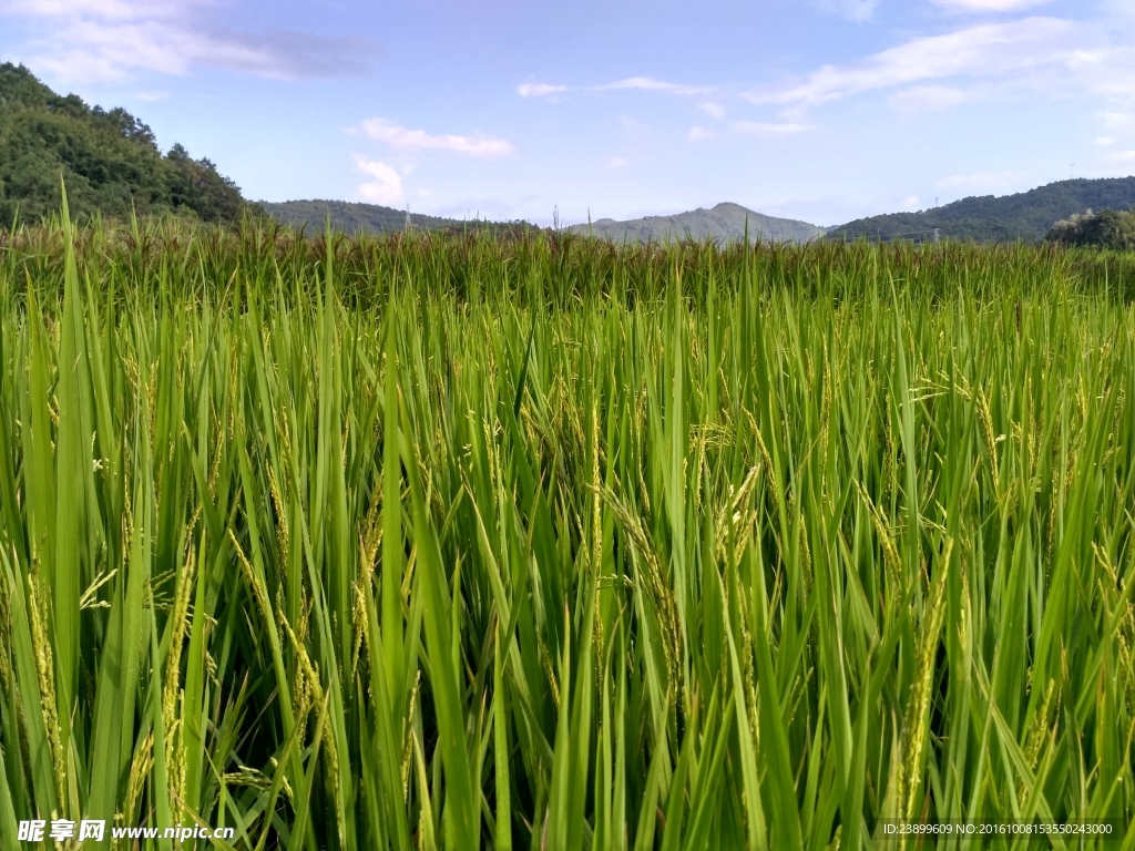 山川的田野