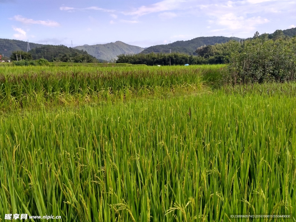 山川的田野
