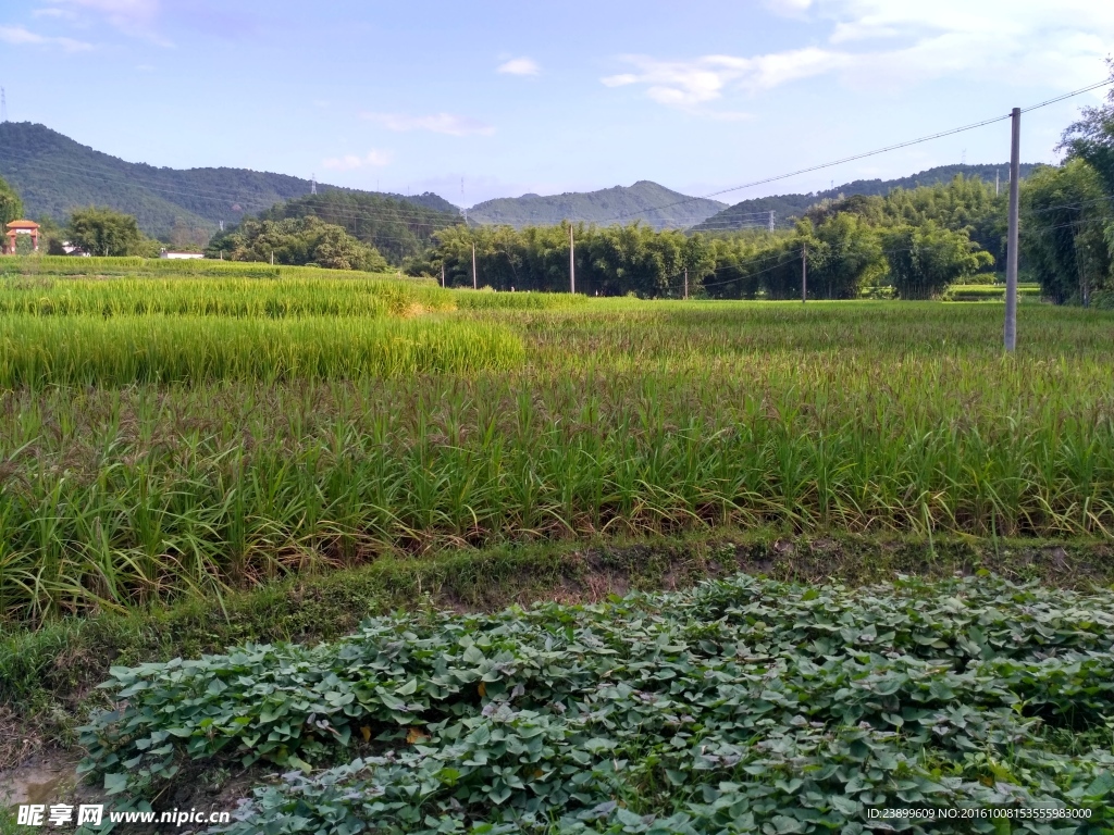 山川的田野