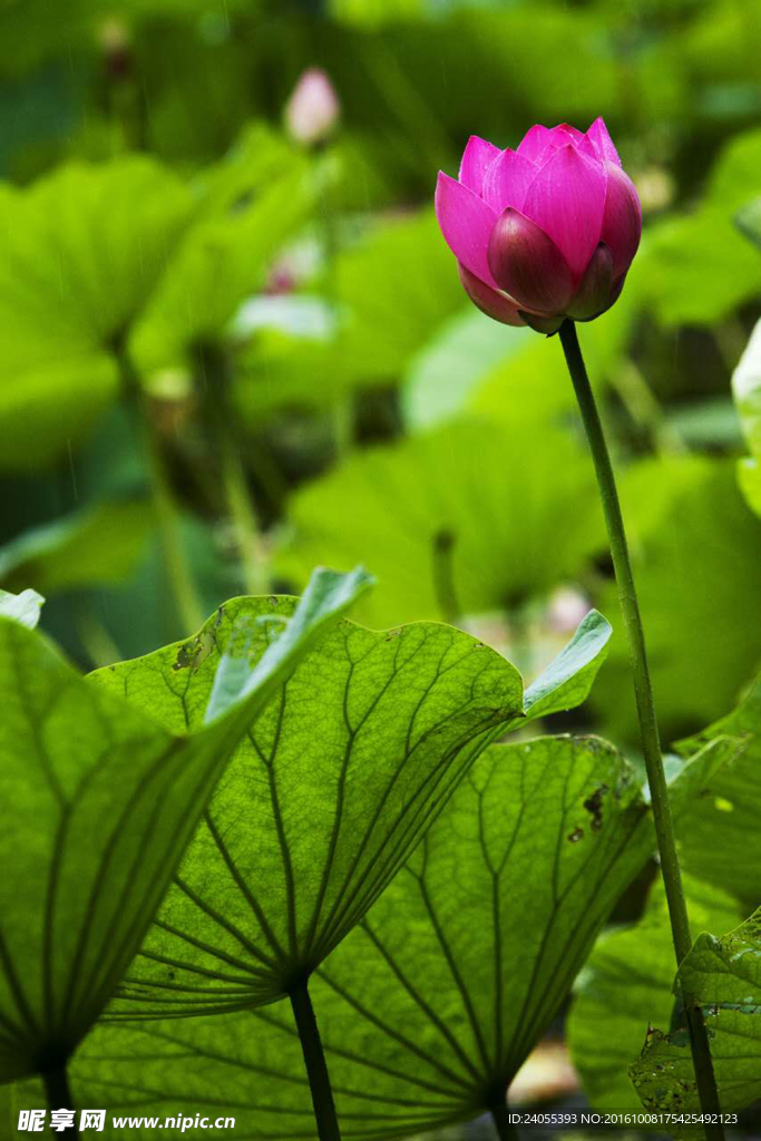 雨中荷花