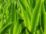绿色植物