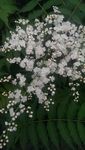 野花