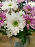 白色菊花