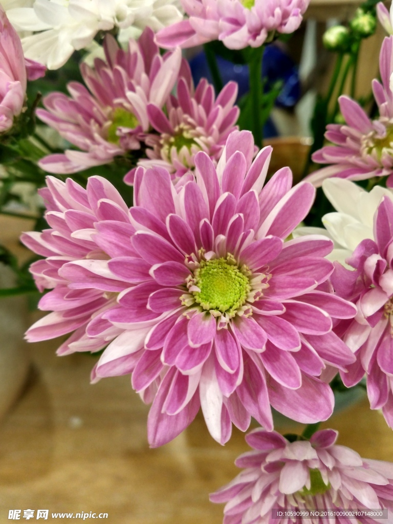 菊花