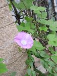牵牛花