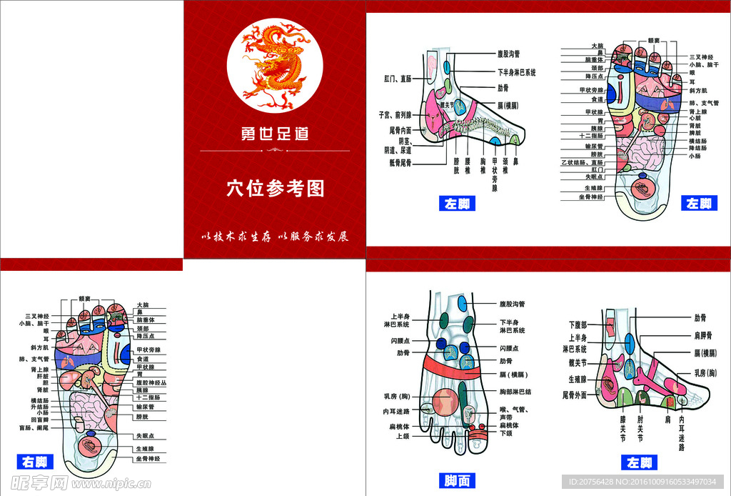 穴位图