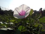 蕃薯花