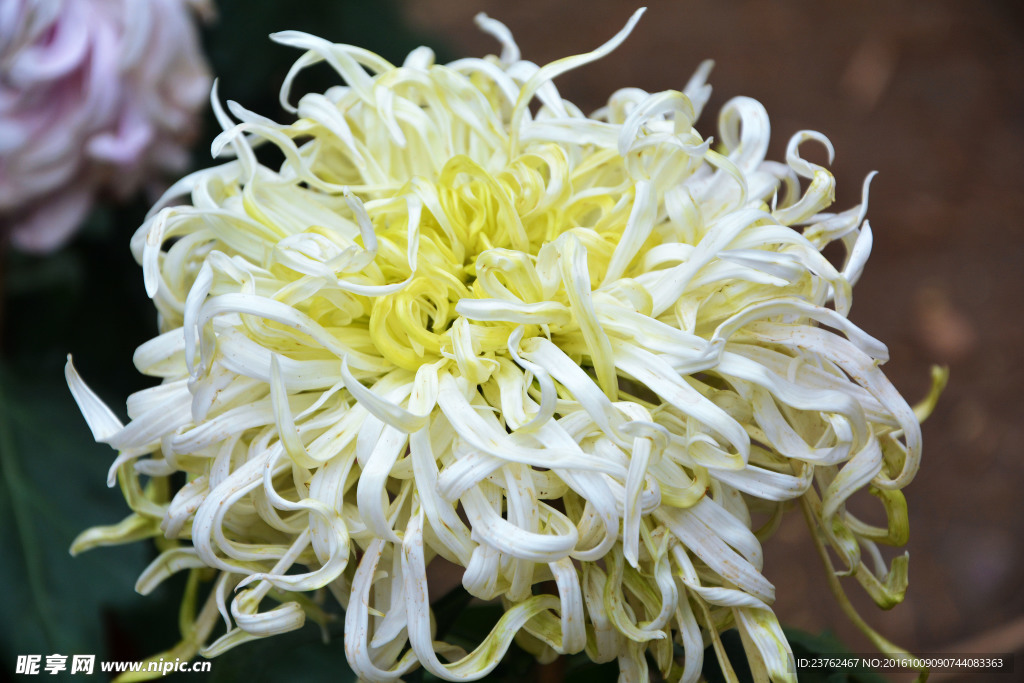 菊花