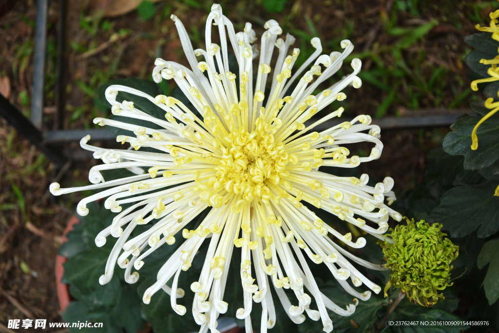 菊花