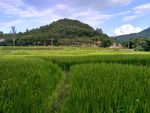 乡村田野