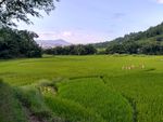 乡村田野