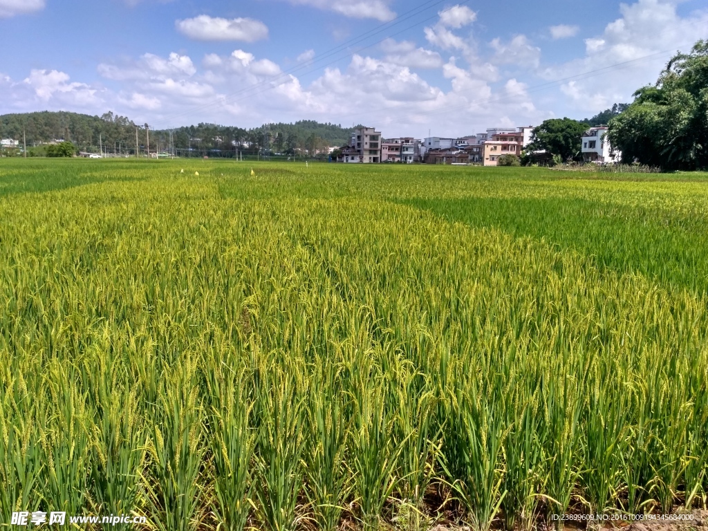 乡村田野