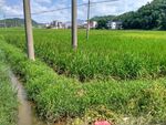乡村田野